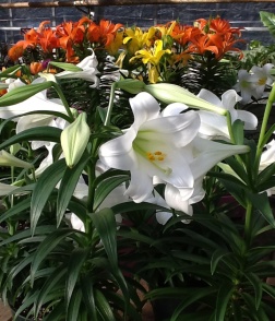 easter lilies faddegons