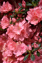 Azalea Blaauw's Pink