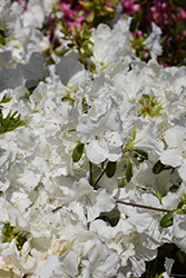 Azalea Girard's Pleasant White