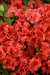 Azalea Girard's Hot Shot