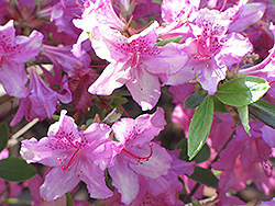 Azalea Girard's Karen