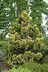 Cypress Dwarf Golden Hinoki