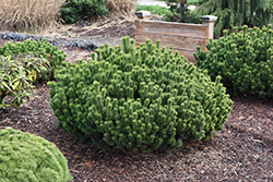 Pine Slowmound Mugo