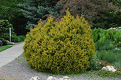 Arborvitae Rheingold