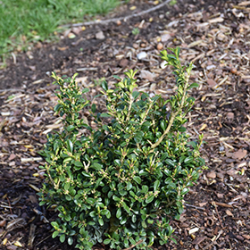 Boxwood NewGen Independence