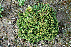 Cypress Jean Iseli Hinoki