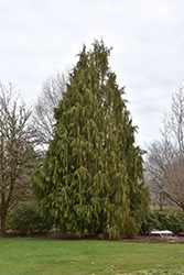 Cypress Weeping Nootka Cypress
