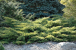 Juniper Gold Star