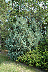 Juniper Wichita Blue