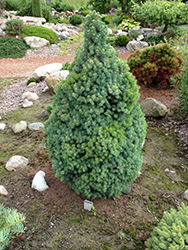 Spruce Sander's Blue Dwarf