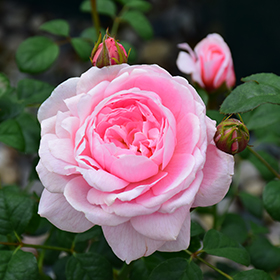 Rose Queen Of Sweden