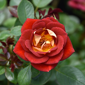 Rose Hot Sassy