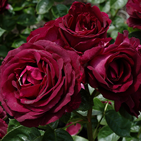 Rose Twilight Zone