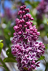 Lilac Sensation