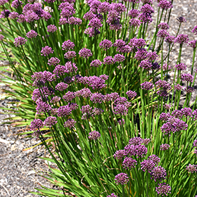 Ornamental Onion Windy City