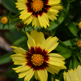 Tickseed UpTick Yellow and Red