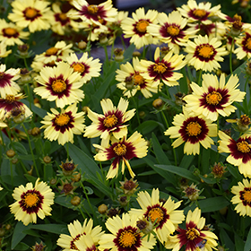 Tickseed UpTick Yellow and Red - Image 2
