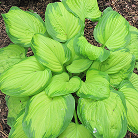 Hosta Stained Glass