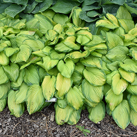 Hosta Stained Glass - Image 2