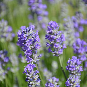 Lavender Munstead