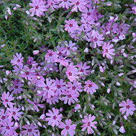 Phlox Creeping Fort Hill Moss