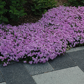 Phlox Creeping Fort Hill Moss - Image 2