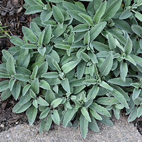 Speedwell Pure Silver Wooly