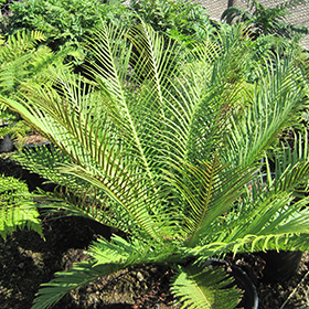 Fern Silver Lady