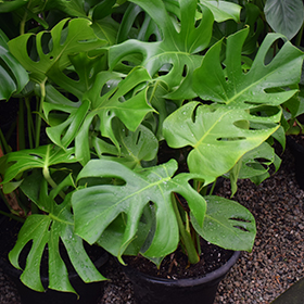 Monstera Adanson's Swiss Cheese Vine