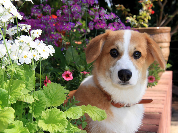 Pets & Plants