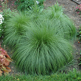 Dropseed