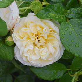 Rose AUSpital