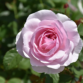 Rose Ausmixture