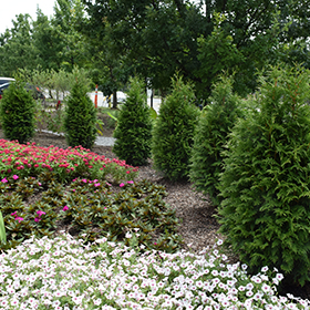Arborvitae Junior Giant