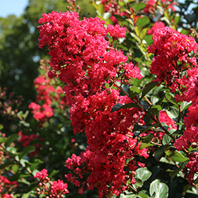 Crapemyrtle Conlagras