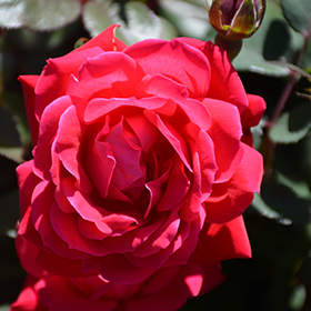 Rose Radrazz