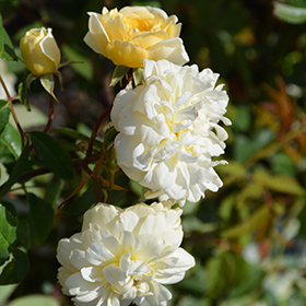 Rose Malvern Hills