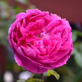 Rose Ausvibrant