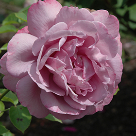 Rose Heirloom