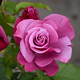 Rose WEKquaneze
