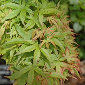 Maple Sharp's Pygmy