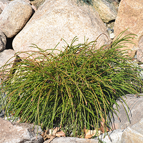 Arborvitae Whipcord