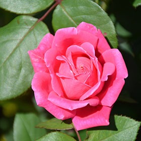 Rose Radtkopink