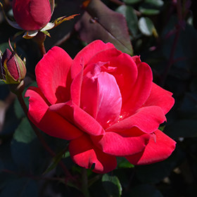 Rose Radtko