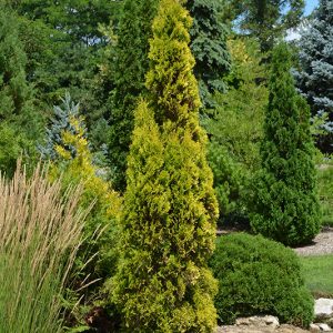 Arborvitae Amber Gold