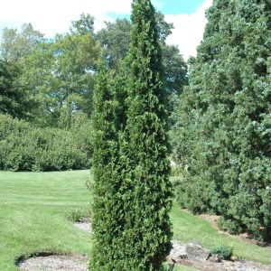 Arborvitae Degroot's Spire