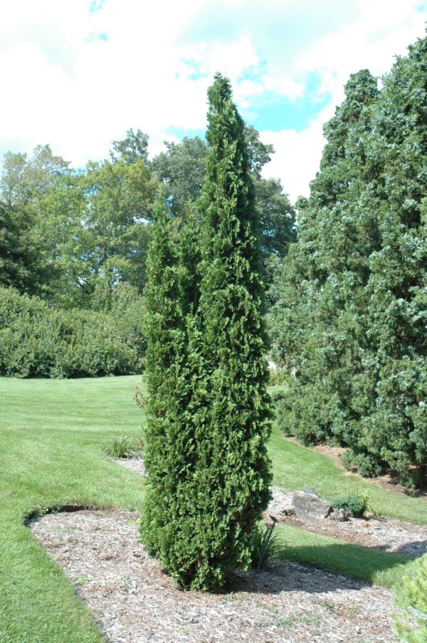Arborvitae Degroot's Spire
