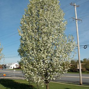 Pear Ornamental Cleveland Select