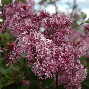 Lilac Purple Tree
