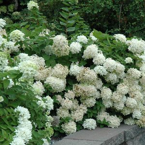 Hydrangea Pee Gee